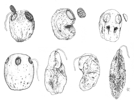 Botanical illustration