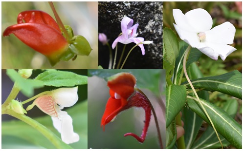 Impatiens keilii, I. joachimii, I. sodenii, I. nguruensis, I. elachiocentra